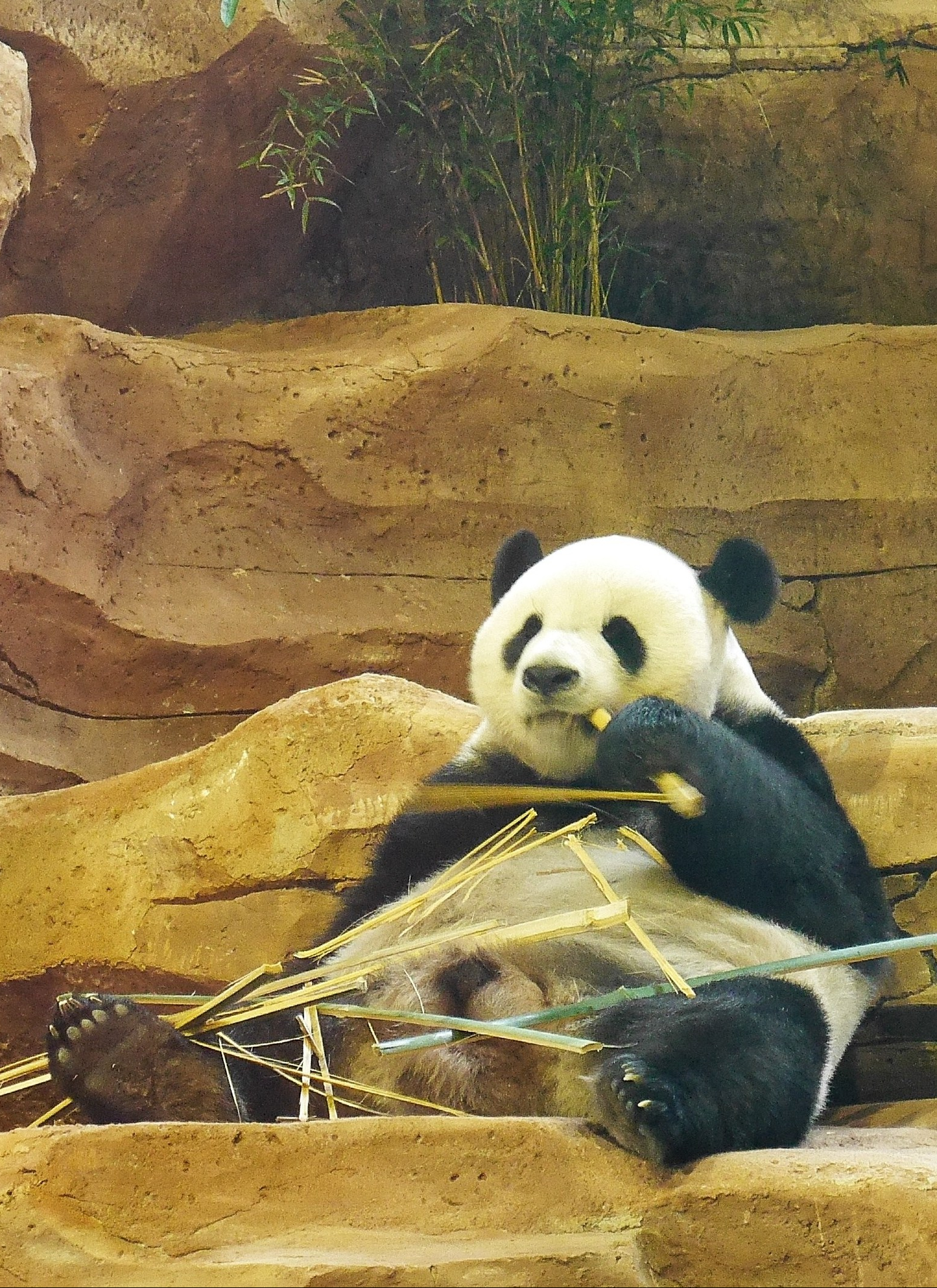 Visa 10 Tahun untuk Duo Panda Taman Safari