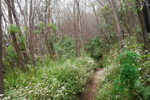 jalur lawu via cetho.jpeg